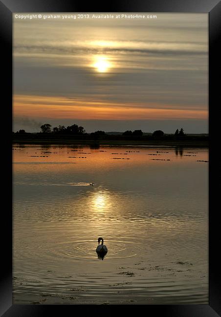 Swan at Sunset Framed Print by graham young