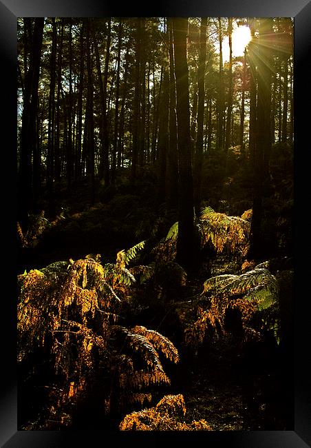 Into The Dark Woods Framed Print by graham young
