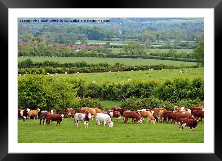Grazing Framed Mounted Print by graham young