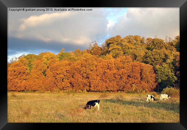 Autumn in Tring Park Framed Print by graham young