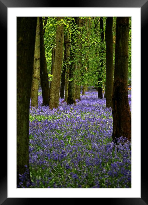 Bluebell Wood Framed Mounted Print by graham young
