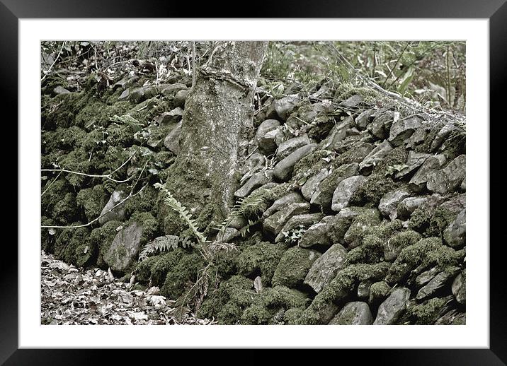 An Exmoor Drystone Wall  Framed Mounted Print by graham young