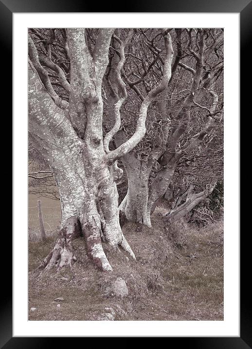 An Ancient Exmoor Hedgerow  Framed Mounted Print by graham young