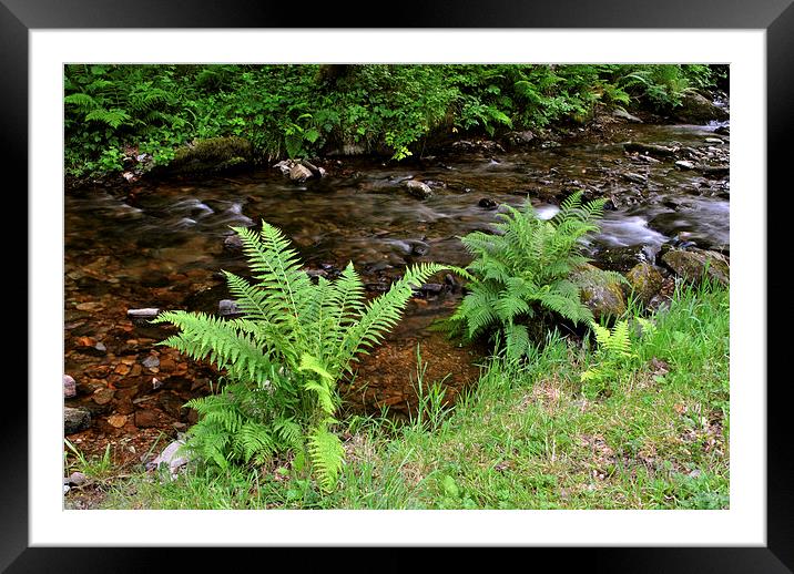 Ferns Beside The Stream  Framed Mounted Print by graham young