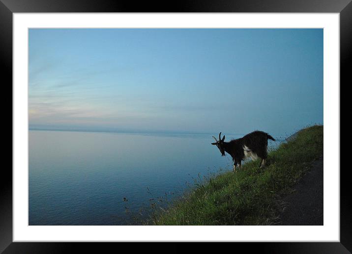 Lynton Goat at Sunset  Framed Mounted Print by graham young