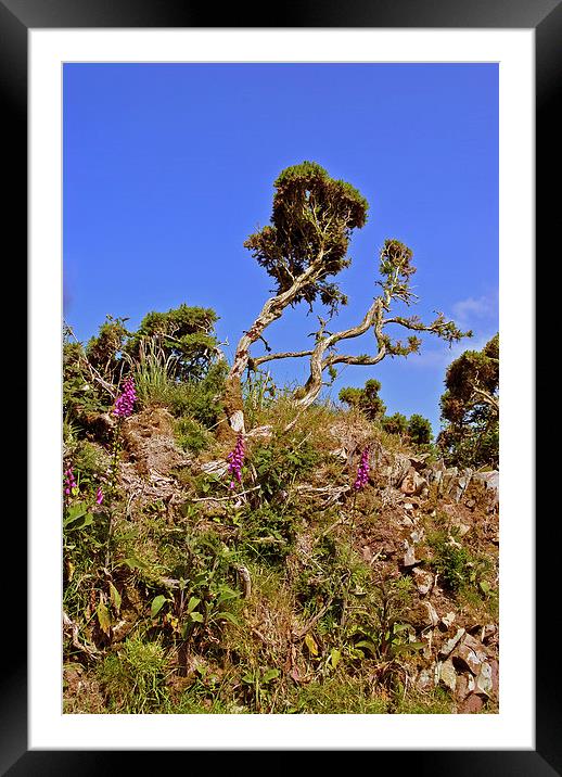  Foxgloves and Gorse Framed Mounted Print by graham young