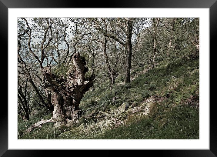 The Old Oak Tree  Framed Mounted Print by graham young