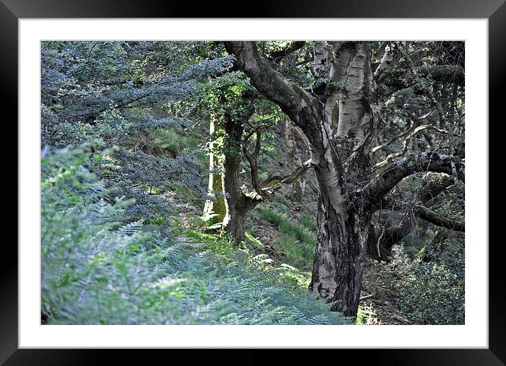 Mono Trees  Framed Mounted Print by graham young