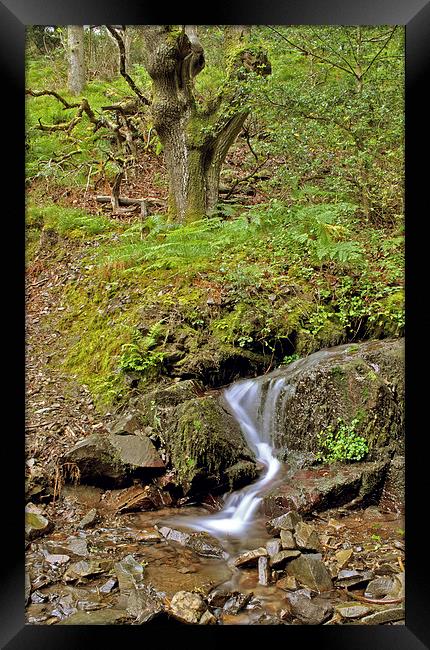 Glenthorne Falls  Framed Print by graham young