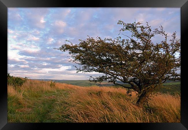 Hawthorn on Exmoor  Framed Print by graham young