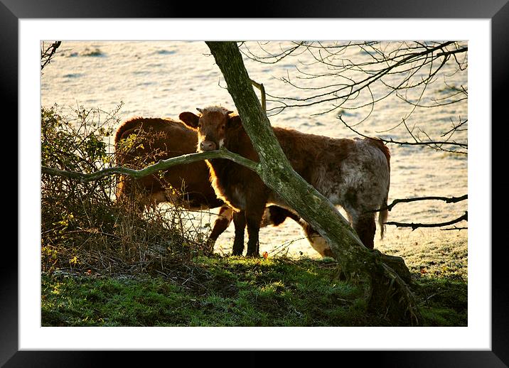 Frozen Beef (2)  Framed Mounted Print by graham young