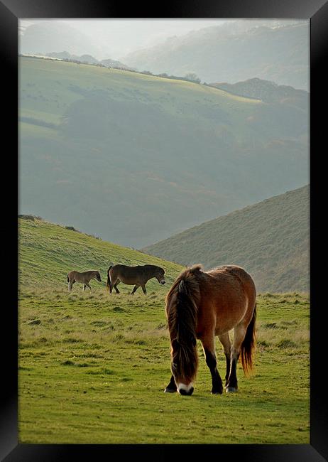 Exmoor Ponies  Framed Print by graham young
