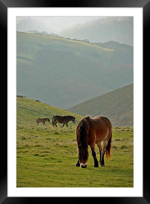 Exmoor Ponies  Framed Mounted Print by graham young