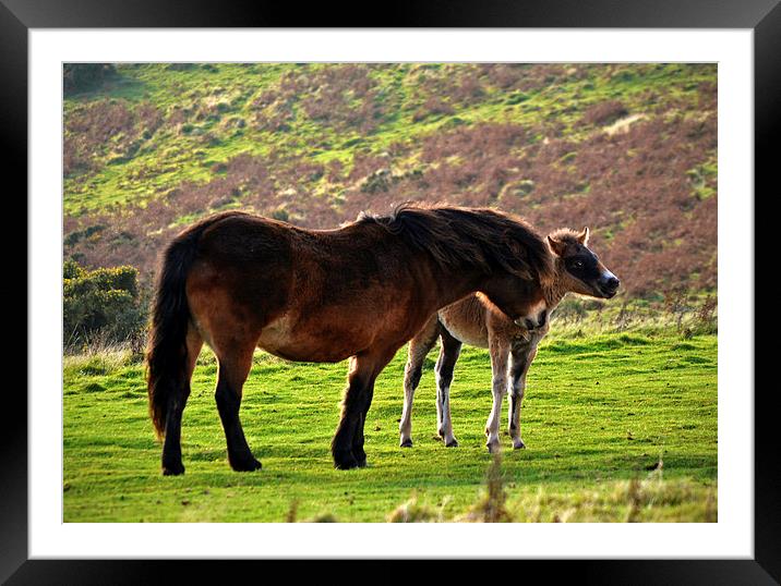 Exmoor Pony and Foal  Framed Mounted Print by graham young