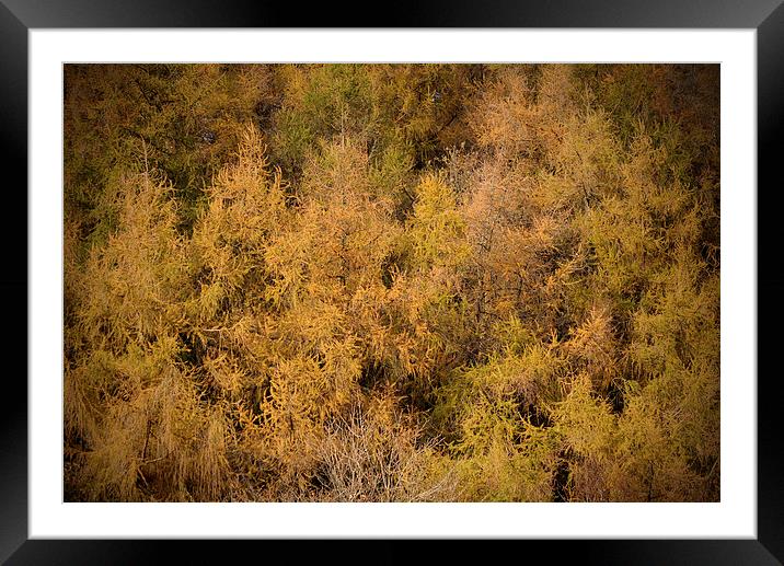 Autumn Colour on Exmoor  Framed Mounted Print by graham young