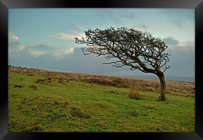 Windswept Tree  Framed Print by graham young