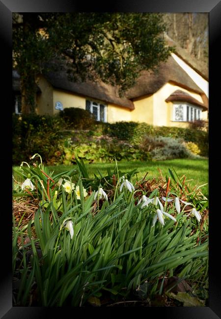 Snowdrops at Selworthy Framed Print by graham young