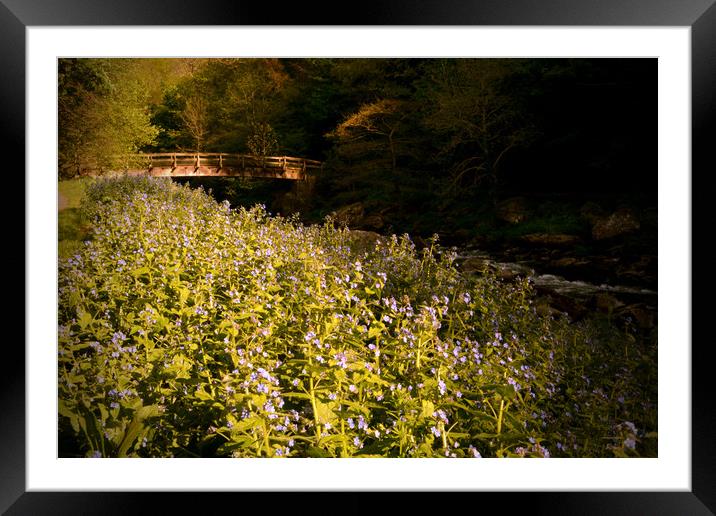 Forget-Me-Nots Beside The East Lyn Framed Mounted Print by graham young
