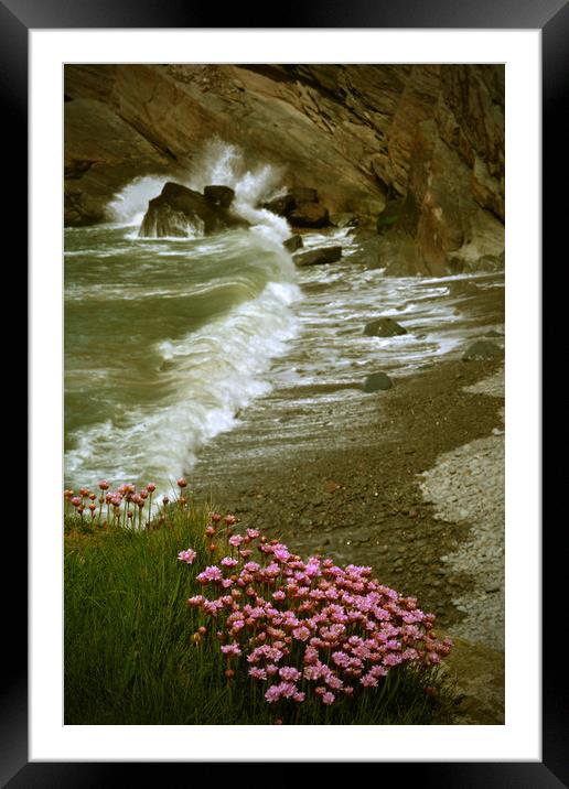Sea Pinks (Thrift) at Heddons Mouth Framed Mounted Print by graham young