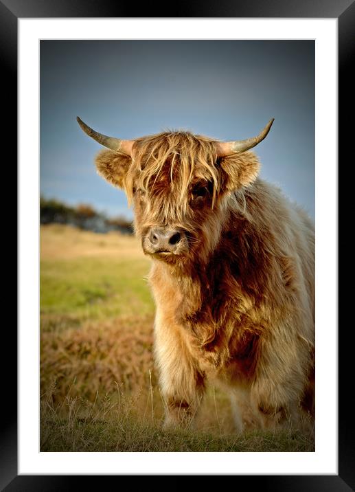 Highland Cattle Framed Mounted Print by graham young