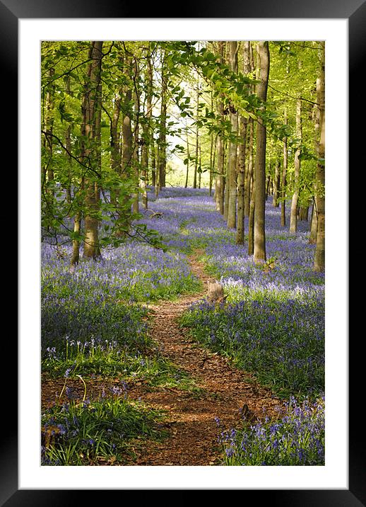The Bluebell Path Framed Mounted Print by graham young