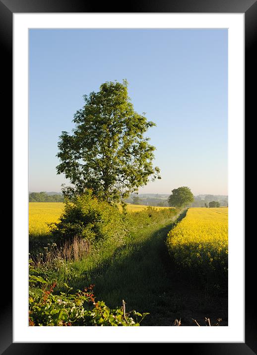 Field of Oilseed Rape Framed Mounted Print by graham young