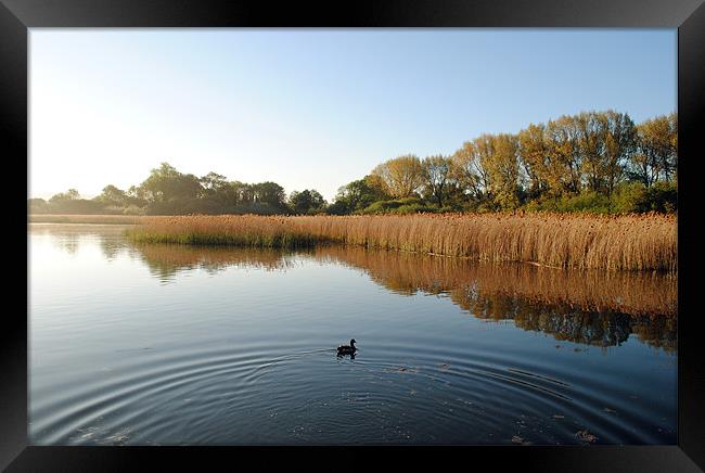 Marsworth Reservoir Framed Print by graham young