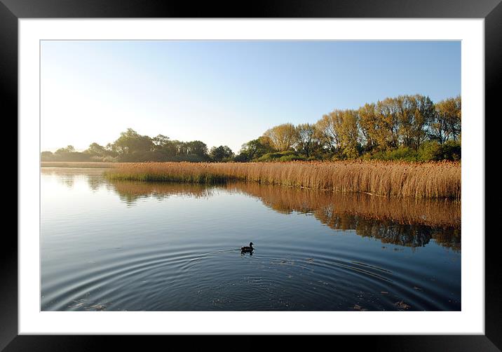 Marsworth Reservoir Framed Mounted Print by graham young