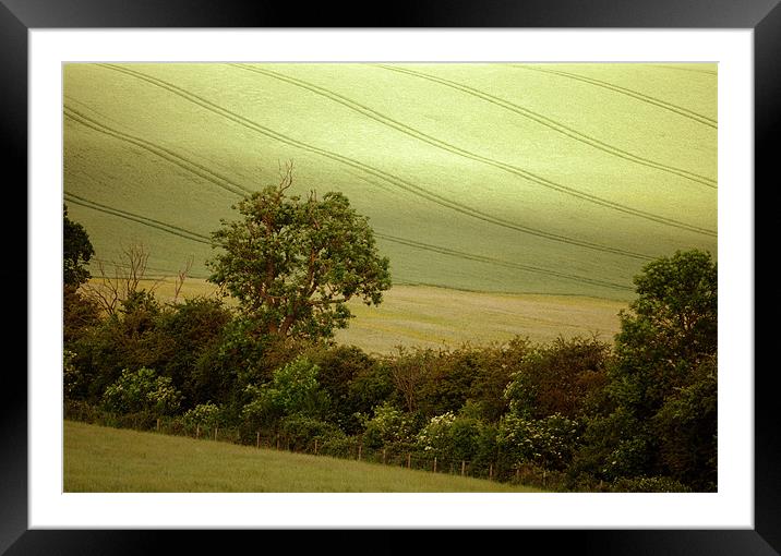 a hedgerow in summer Framed Mounted Print by graham young