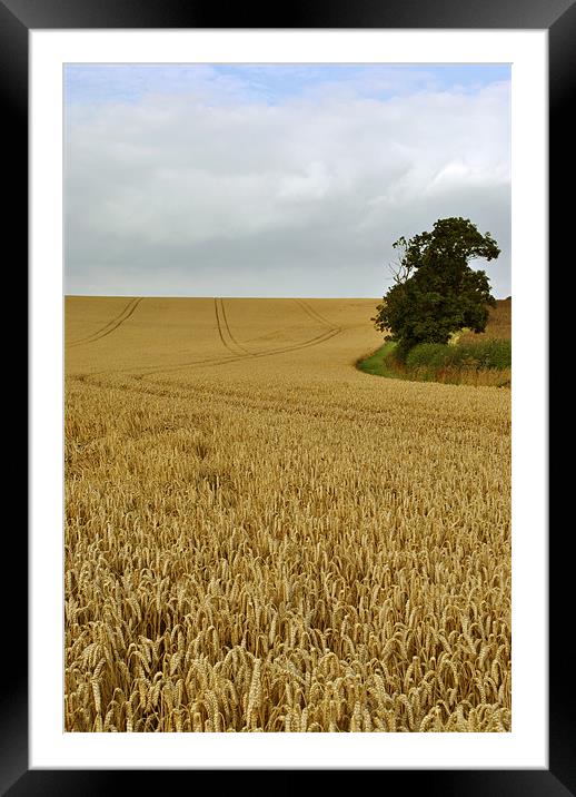 waiting for the harvest Framed Mounted Print by graham young