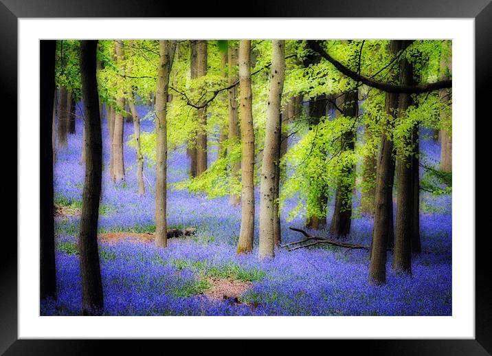 Ashridge Bluebell Woods Framed Mounted Print by graham young