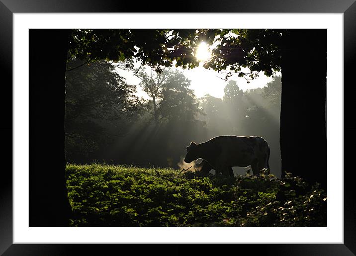 In a Misty Dawn 2 Framed Mounted Print by graham young