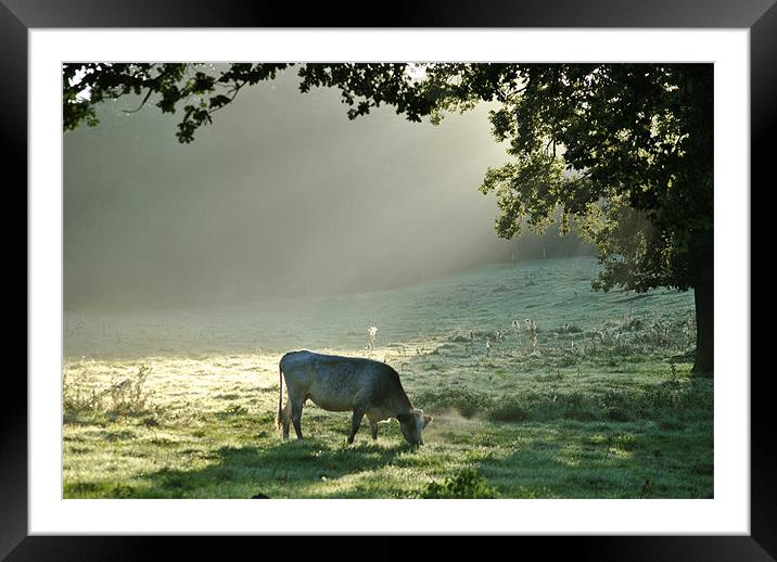 In a Misty Dawn 1 Framed Mounted Print by graham young