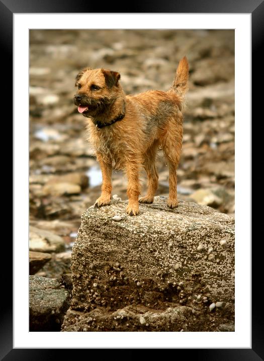 Border Terrier Framed Mounted Print by graham young