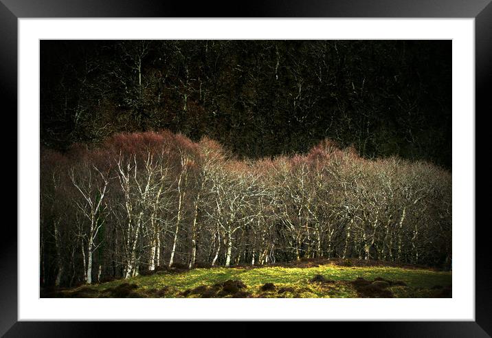 Birch Trees at Myrtleberry Framed Mounted Print by graham young