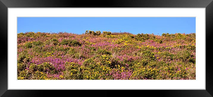 Heather and Gorse Framed Mounted Print by graham young