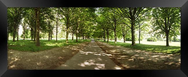 The Avenue, Cassiobury Park, Watford Framed Print by graham young