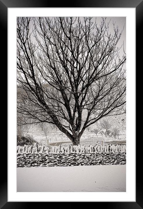 Tree in Snow Framed Mounted Print by graham young