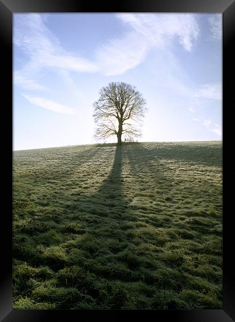 Lone Tree Framed Print by graham young