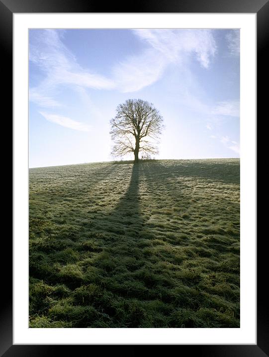 Lone Tree Framed Mounted Print by graham young