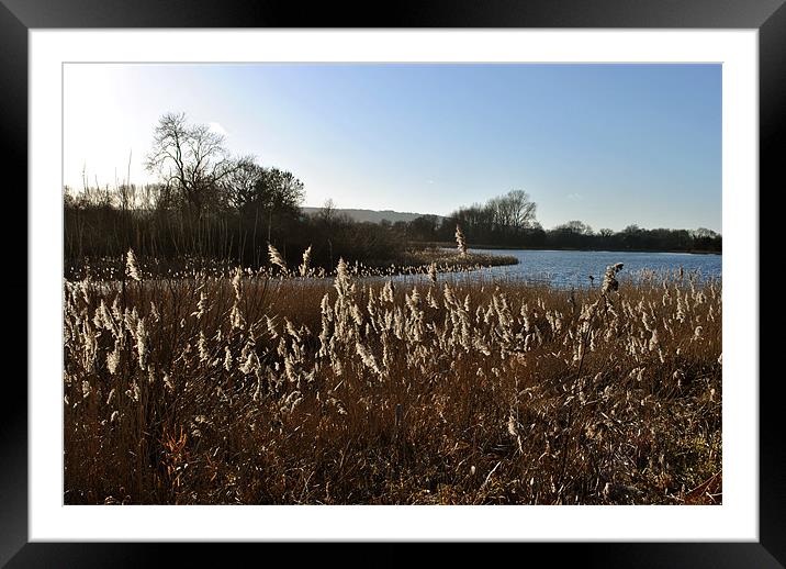 Reedbeds on Marsworth Reservoir Framed Mounted Print by graham young