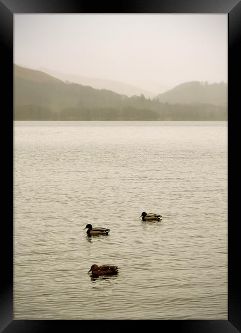 Three little ducks on Derwentwater Framed Print by graham young