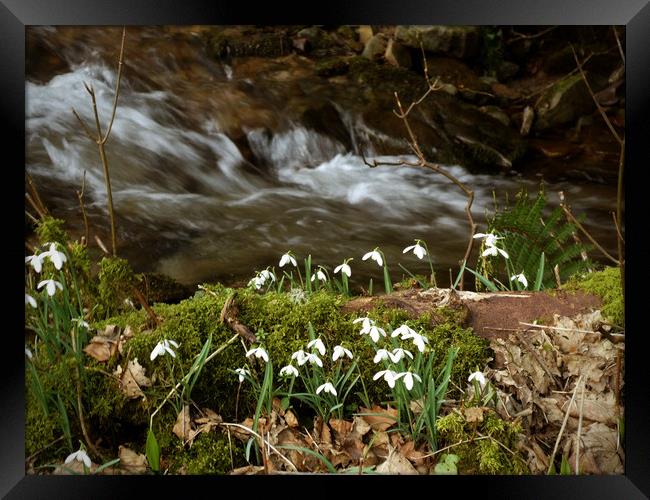 Snowdrops by a stream Framed Print by graham young