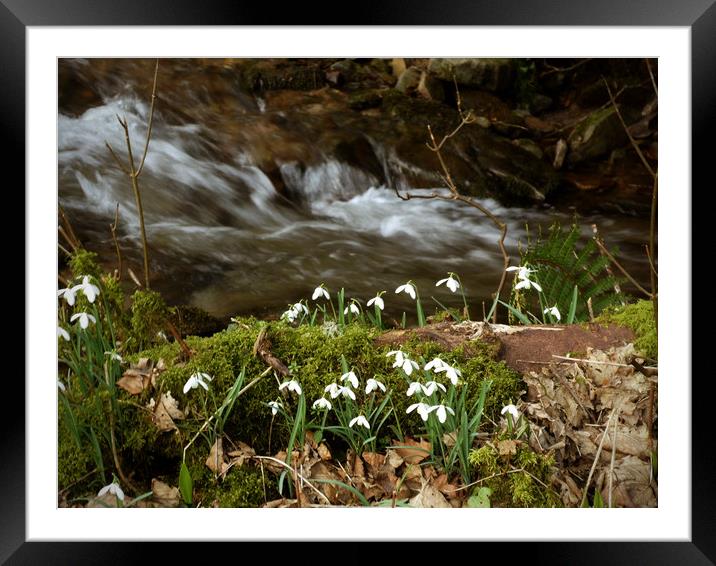 Snowdrops by a stream Framed Mounted Print by graham young