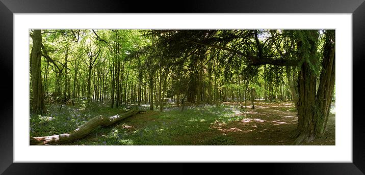 Whippendell Wood at Bluebell Time Framed Mounted Print by graham young