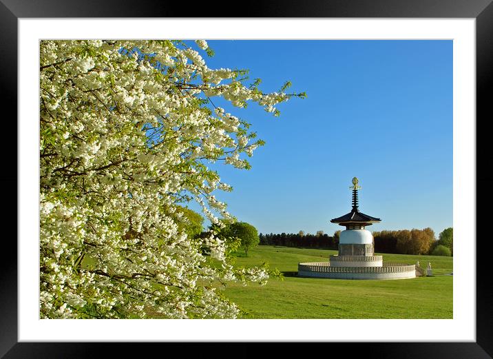 The Peace Pagoda at Willen Framed Mounted Print by graham young