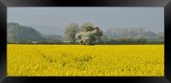 Field of Rape, panoramic Framed Print by graham young
