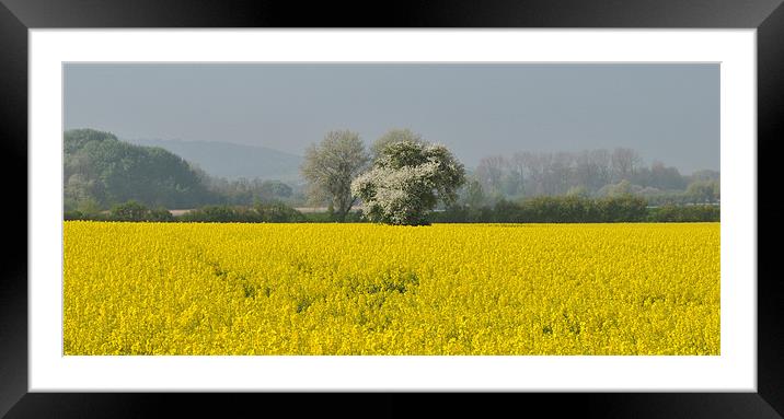 Field of Rape, panoramic Framed Mounted Print by graham young