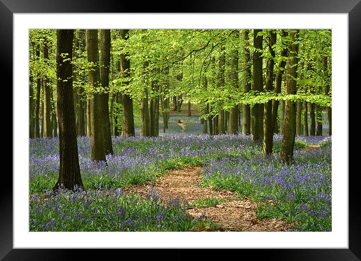 Through the Bluebell Wood Framed Mounted Print by graham young