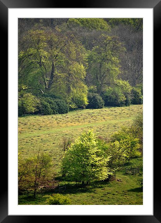 At The Edge of the Forest Framed Mounted Print by graham young